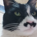 [고양이] 셀카찍는 <b>고냥</b>이 흥국이