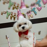 [강아지] 울 이쁜 <b>하니</b>를 소개합니다~~