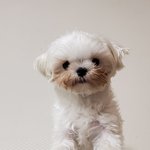 [강아지] 말티즈 <b>눈물자국</b> 없애는 꿀팁좀 알려주세요