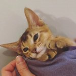얘들아 머<b>하러</b> 정병먹어