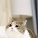 고양이<b>vs</b>한남 투표한다