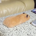 [드루와] 얘들아 이거 분조<b>장임</b>..?