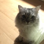<b>울집</b> 양이