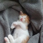 [꼬마<b>젤리</b>] 리트리버 대형견 꼬마와 냥줍 새끼고양이 <b>젤리</b> 2탄!...