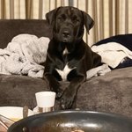 [강아지] 밥 먹고 있을때 우리 강아지