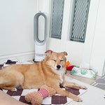 [또치재희동] 우리집 네마리 강아지들 13