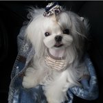 [강아지] 우리<b>강</b><b>쥐</b>볼래?