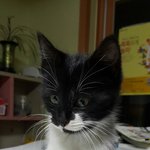 [고양이] 정신차려보니 대식구