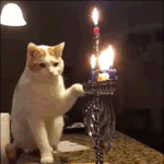 고양이와 촛불이 만난다면.<b>gif</b>