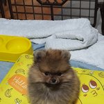 [강아지] <b>울</b><b>집</b> 너구리봐줘라