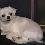 <b>통통</b>한 말티즈