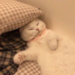 귀여운 <b>고영</b>이 꼬옥.. 안아주면 되..