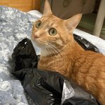 [고양이] 2개월 전 <b>시한부</b> 고양이 이야기 썼던사람이야 !