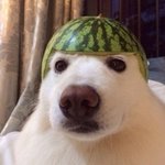 박보검 볼때마다 <b>민서</b>공이 생각나서 미치겠음