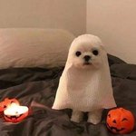 [이것좀봐줘] 이 강아지 인스타 <b>계정</b> 아는 <b>사람</b>