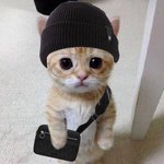 귀여운 고양이 꼬옥.. <b>안아</b>주면 되..