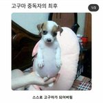 [댓글부탁해] 개아싼데 자꾸 <b>얼</b><b>평</b> 당하는 건 뭥미
