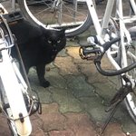 우리 집 앞에 있는 <b>야옹</b>이다 귀엽지