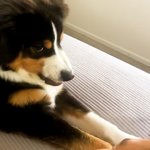 [강아지] <b>청국장</b> 냄새 강아지 반응 ㅋㅋㅋㅋㅋ