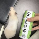 왕커서 왕귀여운 햄서터