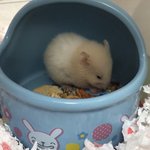 [드루와] 울<b>햄스터</b> 진짜 개커졌어