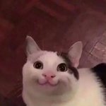 [댓글부탁해] 고등학교 선택 뭐가 더 현명해?