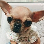 5살된 <b>치와와</b> 보고가세요^^