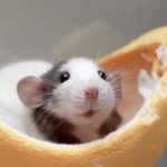 우리 <b>쇼타로님</b>