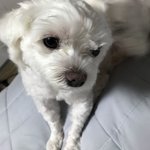 안 귀여운 강아지 사진 <b>투척</b>