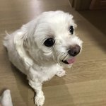 <b>안</b> 귀여운 강아지 <b>사진</b>