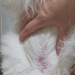 [강아지] 모르는사람이 제 강아지를 발로 찼습니다.