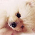 [드루와] 내 본진 강아지 볼 사람!!