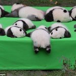 [EXO] 아기<b>팬더</b>가 제일임