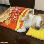 아무것도 하고 싶지 않아 <b>시바</b>