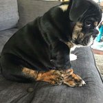 <b>집사</b>가 영 못마땅한 녀석들...