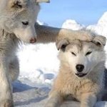 <b>야미</b>야미야미 당근당근당근