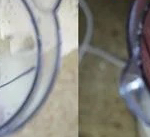 파추호 요리에 대한 건<b>나진</b>블리의 반응