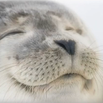 나도 행복해지고싶다