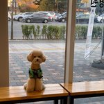 푸들 형제의 똥꼬발랄 일상