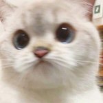 [조언부탁해] <b>에스</b>크 스토리에 올릴건데 질문 없으면