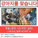 (방탈죄송)<b>푸들</b>을 찾습니다.