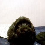 반려견 안락사 의견글 썼던 사람입니다.