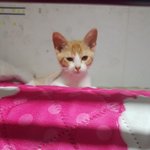 [고양이] 개냥이 딱지에게 남동생이 생겼어요!!