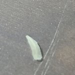 얘들아 내 <b>발톱</b> 또 볼래...?