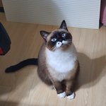 [드루와] 우리집 고양이 조카 귀여움