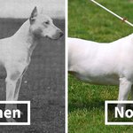 100년 전 <b>조상님</b>과 지금의 댕댕이