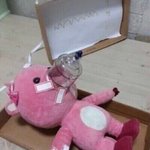 [드루와] 인티에 뻥치는사람 비율이 <b>몇</b>일까?