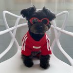 [강아지] 말 안 듣는 강아지 <b>벌</b> 주기