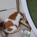 나의 동거묘 <b>도칠</b>이의 2020년 겨울잠