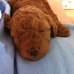 [강아지<b>푸들</b>] <b>푸들</b>댕댕이